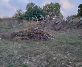 Terreno agricolo