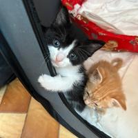 Cuccioli di gatto