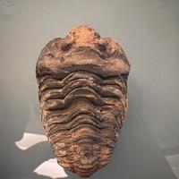 Trilobite fossile- occhi visibili-collezionisti