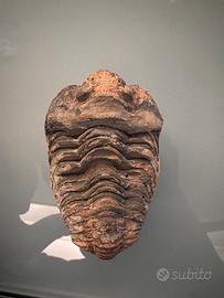 Trilobite fossile- occhi visibili-collezionisti