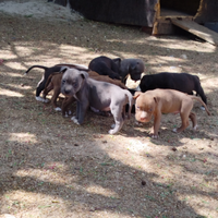 Cuccioli Amstaff x Pitbull