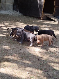 Cuccioli Amstaff x Pitbull