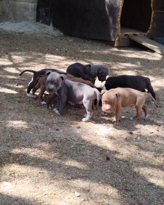 Cuccioli Amstaff x Pitbull