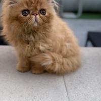 Gatto Persiano Ipertipo a