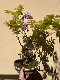 Bonsai di glicine