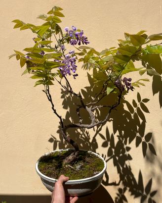 Bonsai di glicine