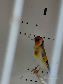 Cardellino majior giallo