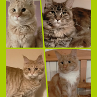 Maine Coon gatti
