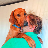 Cucciola di Rhodesian Ridgeback