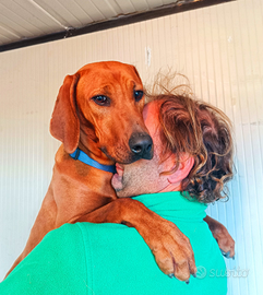 Cucciola di Rhodesian Ridgeback