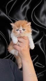 Gatti Persiani e Exotici