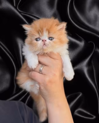 Gatti Persiani e Exotici