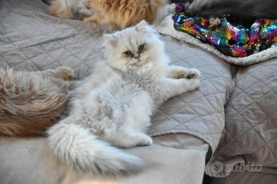 British longhair da riproduzione