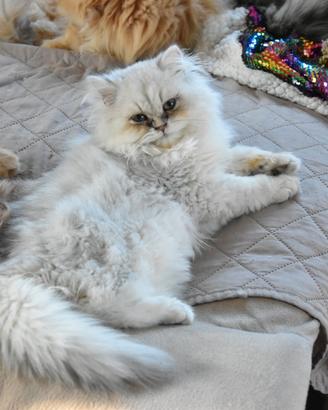 British longhair da riproduzione