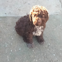 Lagotto romagnolo