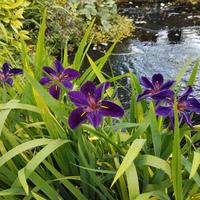 3 piante PALUSTRI : Iris e 2 Pontederia