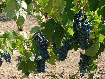 vino rosso da tavola.