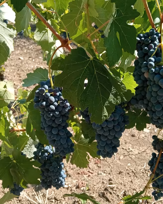 vino rosso da tavola.