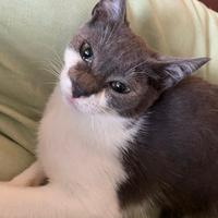 Blu e Billy gattini fratellini per adozione