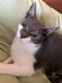 Blu e Billy gattini fratellini per adozione