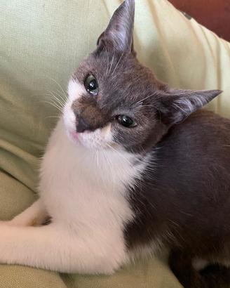 Blu e Billy gattini fratellini per adozione
