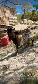 Capretto tibetano originale