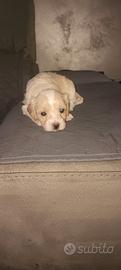maltipoo 
