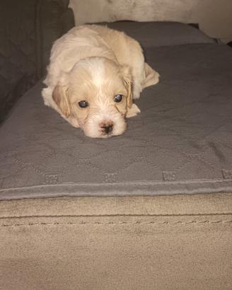 maltipoo 
