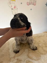 Cuccioli cocker spaniel