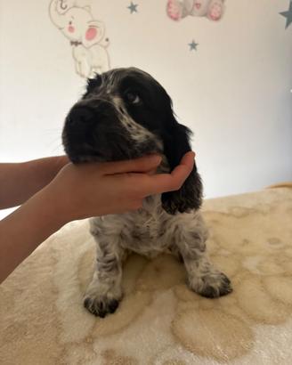 Cuccioli cocker spaniel