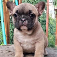 Cucciola buldog francese