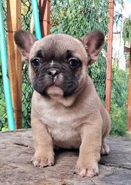 Cucciola buldog francese
