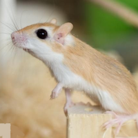 Gerbillus Perpallidus