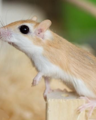 Gerbillus Perpallidus