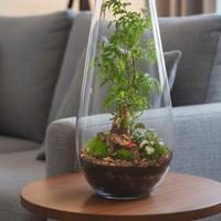 terrarium by Sterrarium 🦋 