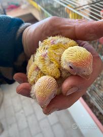 Inseparabili pulli pappagalli