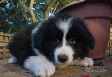 Border Collie cuccioli