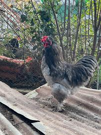 Galletto ornamentale incrocio tipo Brahma blu