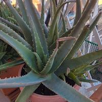 piante di aloe vera non trattate