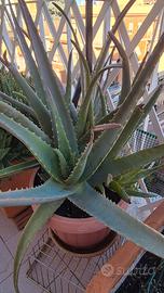 piante di aloe vera non trattate