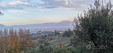 STUPENDO O RECUPERO VOLUMI CON ULIVETO VICINO MONT