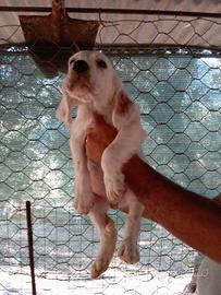 Disponibile cucciolo di setter inglese