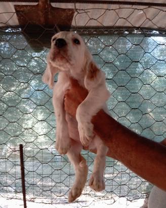 Disponibile cucciolo di setter inglese
