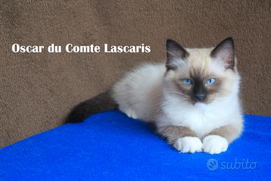 OSCAR, dolcissimo gattino razza ragdoll