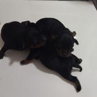 Cuccioli Pinscher toy