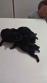 Cuccioli Pinscher toy