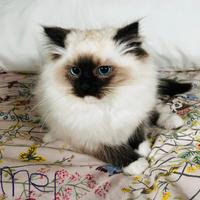 Gattino pura razza ragdoll con pedigree italiano