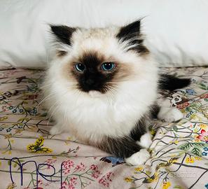 Gattino pura razza ragdoll con pedigree italiano