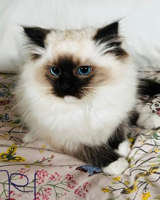 Gattino pura razza ragdoll con pedigree italiano