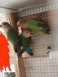 Inseparabili